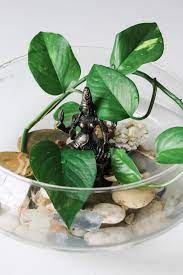 How to make indoor water garden from recycled materials//green plants.growing plants in water without soil, indoor hydroponic gardening.small freshwater gard. How To Make An Indoor Water Garden The Wicker House