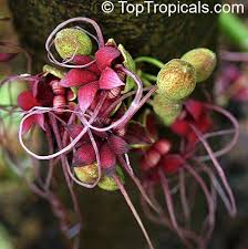 Image result for Hunteria myriantha