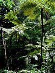 Image result for Cyathea manniana