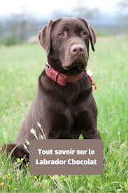 Tout Connaitre Sur Le Labrador Chocolat Ou Labrador Brun Labrador Chocolat Labrador Labrador Brun