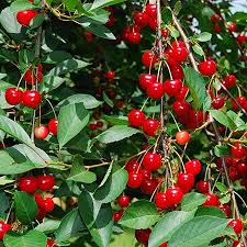 Tree nodes drag and drop. Cherry Growing Tips How To Grow Healthy Delicious Cherry Tree Plant Instructions