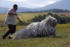 Image result for Komondor