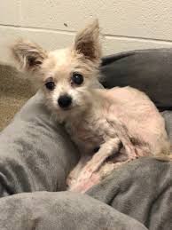 Animal advocates petition for change to honor dog they say died from abuse