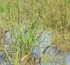 Image result for Fuirena ciliaris