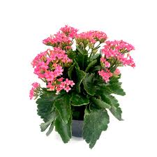 Image result for Kalanchoe blossfeldiana