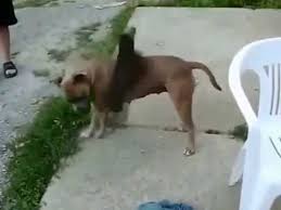 Komik Hayvanlar Youtube