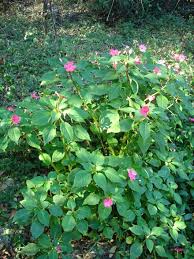 Image result for Balsaminaceae
