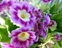 Image result for Primula x pubescens
