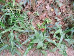 Image result for Panicum brevifolium