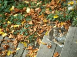 Check out this fantastic collection of cat wallpapers, with 58 cat background images for your desktop, phone or tablet. Let Me In Animal Autumn Cat Kitten Kitty Looking Pet Stairs Tabby Waiting Hd Wallpaper Animals Wallpaper Better