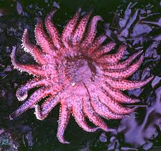 Image result for Pycnospora