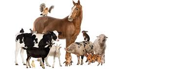 Di indonesia, ada banyak gambar sapi potong yang sangat baik yaitu sapi potong atau sapi dan sapi perah atau sapi asli indonesia penghasil susu. Managemen Kandang Sapi Yang Tepat Ternak Sehat Fkh Ugm Ac Id