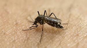 Malaria is caused by a parasite called plasmodium, which is transmitted via the bites of infected mosquitoes. Chikungunya Dengue Malaria Causes Symptoms And Possible Methods Of Treatment Lifestyle News The Indian Express