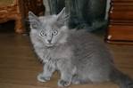 Nebelung Cat Breed Profile | Petfinder