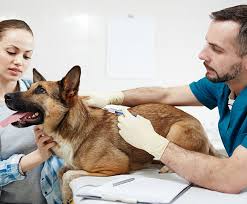 Early warning signs of cancer in a dog or cat. Stomach Cancer In Dogs Bluepearl Pet Hospital