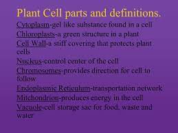 Their characteristic cell wall is composed of cellulose, and they contain chloroplasts for photosynthesis. Cells Simple Organisms Such As Bacteria Are Single Cell Plants And Animals Are Made Up Of Many Cells Each Kind Of Cell Has A Particular Function Ppt Download
