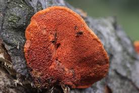 Image result for Pycnospora