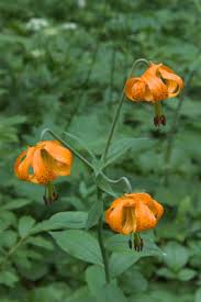 Approximately two thirds of ontario's flowering species are native and arrived between approximately 14,000 (after the laurentide ice sheet melted) and 7,000 years ago (after the last glaciers retreated towards the north). Wild Edible Plants Of Ontario