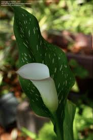 For the species (division ix), you can plant the seeds directly in your outdoor garden or planters. Plantfiles Pictures Zantedeschia Species Spotted Calla Lily White Spotted Arum Zantedeschia Albomaculata By Toxicodendron