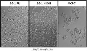Notice:BG1Luc4E2 Cells Are Being Renamed VM7Luc4E2 Cells