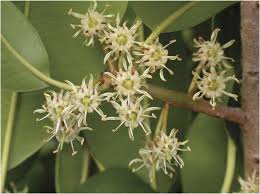 Image result for Manilkara mochisia