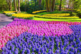 Tulipani, mulini a vento, campagne verdi e pianeggianti, fiumi e canali, paesini d'un tempo, graziose cittadine ma anche la bellissima capitale amsterdam. I Tulipani Ed Il Parco Di Keukenhof In Olanda Caldana Blog
