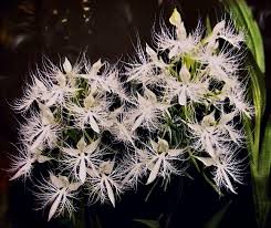 Image result for Habenaria macrostele