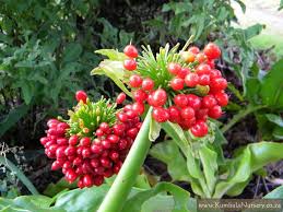 Image result for Scadoxus puniceus