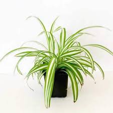 Image result for Chlorophytum silvaticum