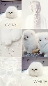 Pomeranian Boo Whiteaeshetic