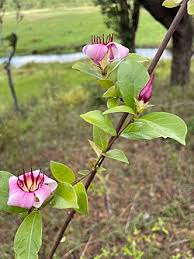 Image result for Strophanthus nicholsonii