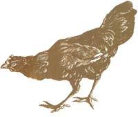 Control weeds and grasses as required to eliminate competition. Chickens For Pest Control Mother Earth News