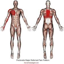Upper back pain is most commonly caused by muscle irritation or tension, also called myofascial pain. Pectoralis Major Muscle Chest Shoulder Upper Back Arm Hand Pain The Wellness Digest