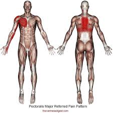 The upper back is a complex area containing a number of muscles that perform various actions on the scapulae (shoulder blades) and humerus. Pectoralis Major Muscle Chest Shoulder Upper Back Arm Hand Pain The Wellness Digest