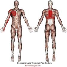 Continue to lift it until your arm is slightly above your chest, and parallel to the floor. Pectoralis Major Muscle Chest Shoulder Upper Back Arm Hand Pain The Wellness Digest