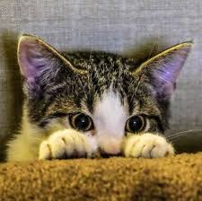 Animals Watching Scary Movies Are Just Like Us Scared Memes Gifs Animals Cute Animals Cat Day