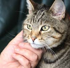 I'm wondering if she's just tired of visual stimuli, but doesn't want to go somewhere dark like a closet. Cat Buries Head In My Hand What Does It Mean Spraying Cats