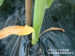 野菜に与えた肥料が多いか少ないか考える 初めて作る家庭菜園