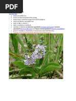 Image result for Persicaria hystricula