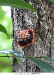 Image result for Napoleonaea