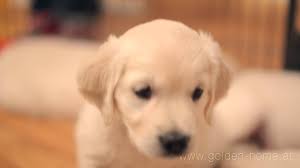golden retriever welpen aus familienzucht in osterreich golden home