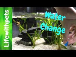 How To Do A Water Change On A Betta Fish Tank 2020 In 2020 Betta Fish Betta Fish Tank Betta