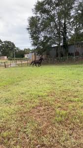 I’ve been kind of MIA lately. Life has been a little insane. I’m still  working in the shadows, but here’s what I do to recharge from the crazy  life I’m living right now. 💜 #horsesoftiktok #horses ...