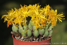 Image result for Chlorophytum nubicum