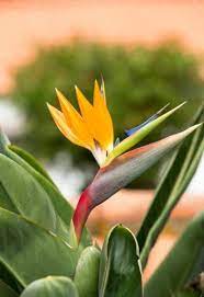 Bird Of Paradise Leaf Spot How To Manage Bird Of Paradise Fungal Disease Birds Of Paradise Birds Of Paradise Plant Paradise Plant