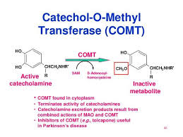 Image result for COMT Inhibitor