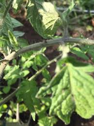 Image result for BLACKFLY ON TOMATO PLANTS