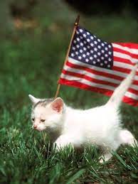 Pin On Fourth Of July Cats