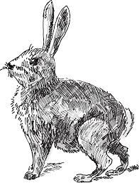 Download Rabbit Icons Png Free Png And Icons Downloads