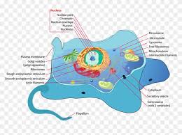 We did not find results for: Introduction To Animal Cell Type Of Cell Is Fungi Hd Png Download 724x484 3382106 Pngfind